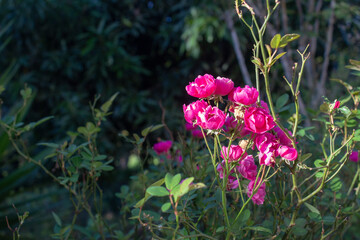 Obraz premium Group of small rose flowers yet in the stalk