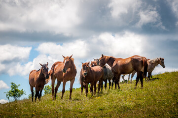 Fototapeta premium cheval, chevaux, alpage, Savoie, nature, élevage, liberté, santé, protection, respect, bête, pré, troupeau, 