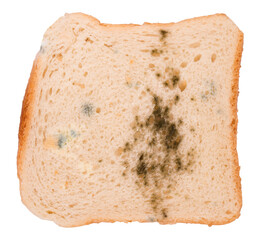 a piece of moldy bread on a white background