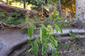 Basil plant growing on the backyard of a farm
