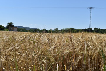 Campo de trigo en verano