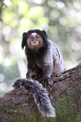 Mico Estrela (Sagui)