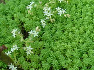 green grass background