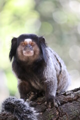 Mico Estrela (Sagui)