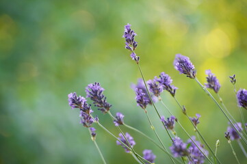 lavender flowers in the garden