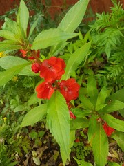 Red flower in the garden