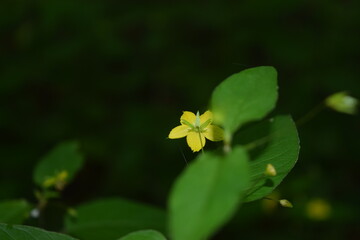A single buttercup encompassed in darkness