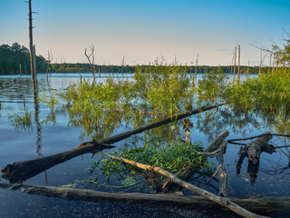 The dead trees and branches stand out in the Manasquan reservoir which supplies fresh drinking...