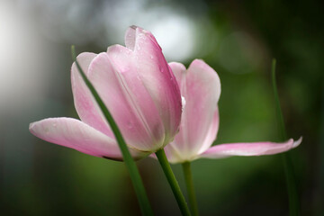 Obraz na płótnie Canvas Pink tulip in the park on a blurred background.