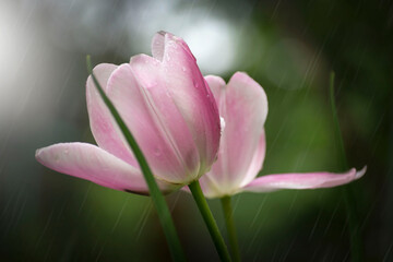 Pink tulip in the park on a blurred background.