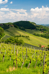 vineyard at the Austrian Slovenian border in Styria