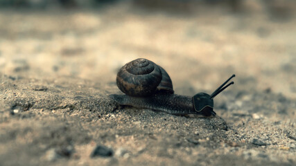 A snail crawls on the sand in a helmet with a yellow edging and a lightning logo on the helmet.