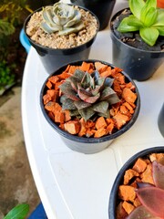 Photos of garden with varied plants.