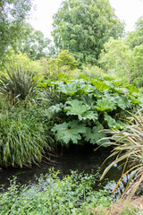 Japanese garden with water plants