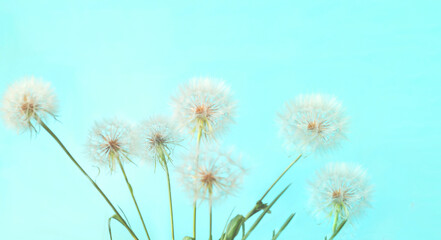 Fototapeta na wymiar White dandelions inflorescence on blue background. Concept for festive background or for project. Hello Summer. Creative copy space.