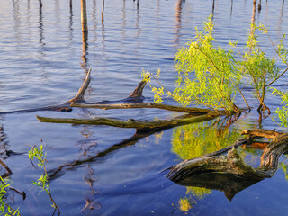 The dead trees and branches stand out in the Manasquan reservoir which supplies fresh drinking water to the local to the Northeast