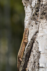 a small lizard crawls along the trunk of a tree