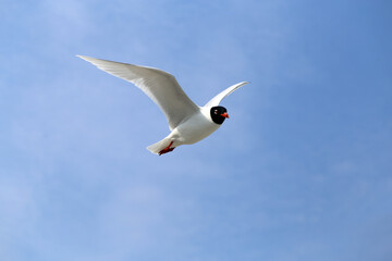Photo of a white gull in a blue sky