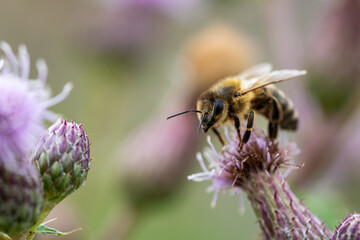 Honey bee on a purple thistle blossom collecting pollen and looking into the camera. Concepts of beekeeping, natural pollination, endangered ecosystem because of bee mortality. Macro shot, copy space