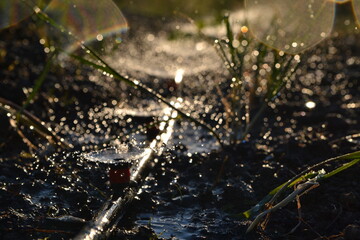 watering the garden in the sun in summer.