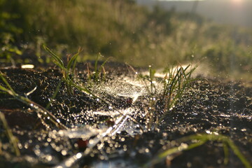 watering the garden in the sun in summer.