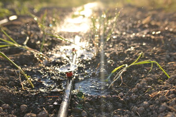 watering the garden in the sun in summer.