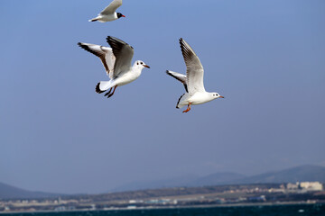 Fototapeta na wymiar Photo of a white gull in a blue sky