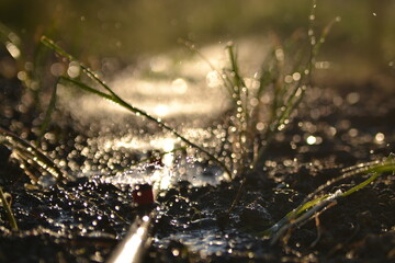 watering the garden in the sun in summer.