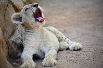 Nelspruit, Mpumalanga / South Africa - 12/20/2008: Lions Cub yawns