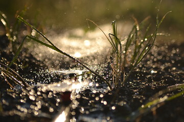 watering the garden in the sun in summer.