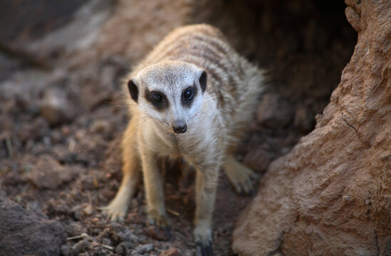 Nelspruit, Mpumalanga / South Africa - 12/20/2008: Meercat backs into its nest