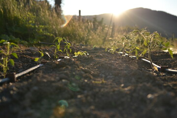 watering the garden in the sun in summer.