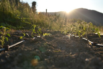 watering the garden in the sun in summer.