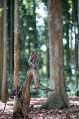Fototapeta na wymiar Two small macaque monkeys are playing on a tree trunk. Monkey forest, Bali, Indonesia