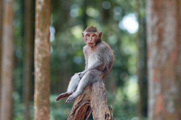 Portarit of adult macaque monkey is sitting on the trunk of a tree, its legs hanging down and looking at the camera. Monkey forest, Bali, Indonesia