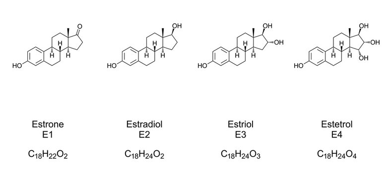 Major endogenous estrogens. Chemical structures of Estrone (E1), Estradiol (E2), Estriol (E3) and Estetrol (E4), sex hormones and sex steroids. Skeletal and structural formula. Illustration. Vector.