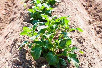 green potato field. farm