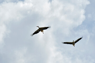 fliegende störche