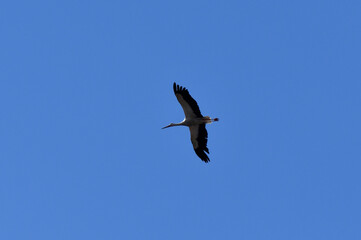 fliegender storch