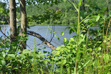 Peering through the weeds at the lake beyond