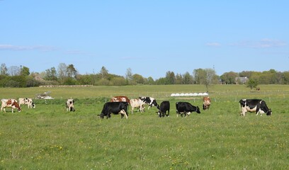Small herd of domestic cows graze in a green meadow behind a beast