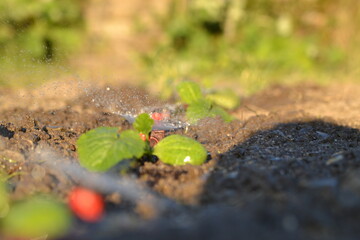 watering the garden in the sun in summer.
