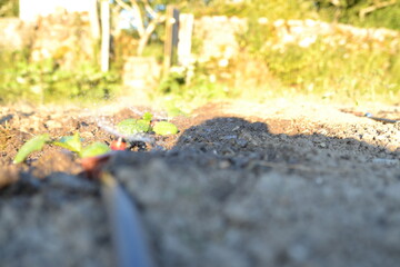 watering the garden in the sun in summer.