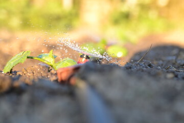 watering the garden in the sun in summer.
