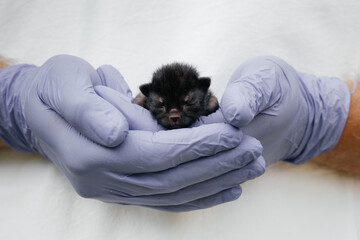 Newborn kitten in hand.  A small blind cat in caring hands. Veterinary clinic. A beautiful kitten-pet sleeps in your arms. Cute kitten close-up. A blind kitten is an idyllic image.
