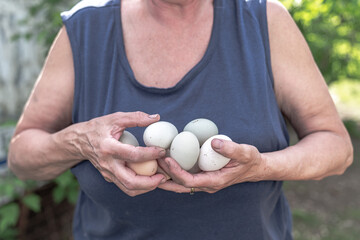 An elderly woman collects, cradles and holds two handfuls of fresh and dirty organic free range...