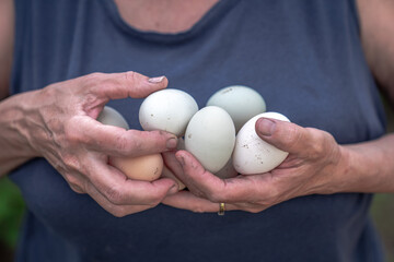 An elderly woman collects, cradles and holds two handfuls of fresh and dirty organic free range chicken eggs against her chest collected from a farm hen house in Wisconsin taken to be washed.