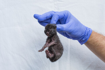 Newborn kitten in hand.  A small blind cat in caring hands. Veterinary clinic. A beautiful kitten-pet sleeps in your arms. Cute kitten close-up. A blind kitten is an idyllic image.