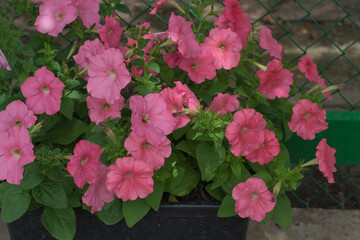 Colorful and bright blooming Petunia flowers (Petunia hybrida). Flowers for hanging planters. Garden flowers. Gardening. Beautiful flowers in summer. Floriculture