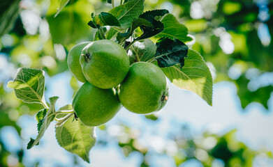 green apples on a tree branch